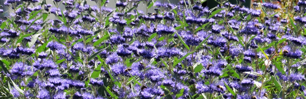 Caryopteris banner 03